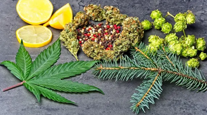 Die g&auml;ngigsten Terpene in Cannabis und ihre Funktion in medizinischen Pr&auml;paraten