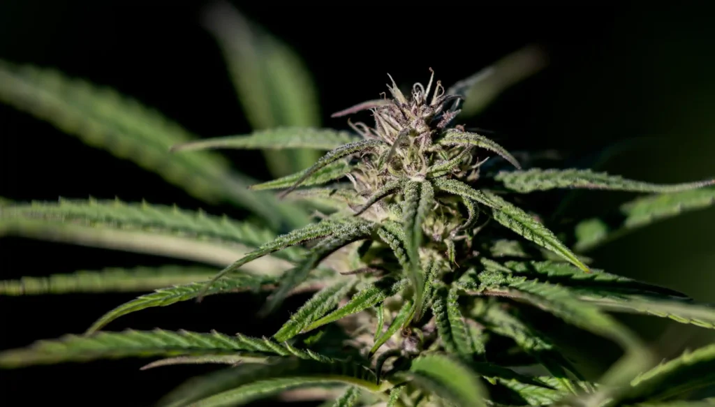 terpene und unterschiedliche gerüche